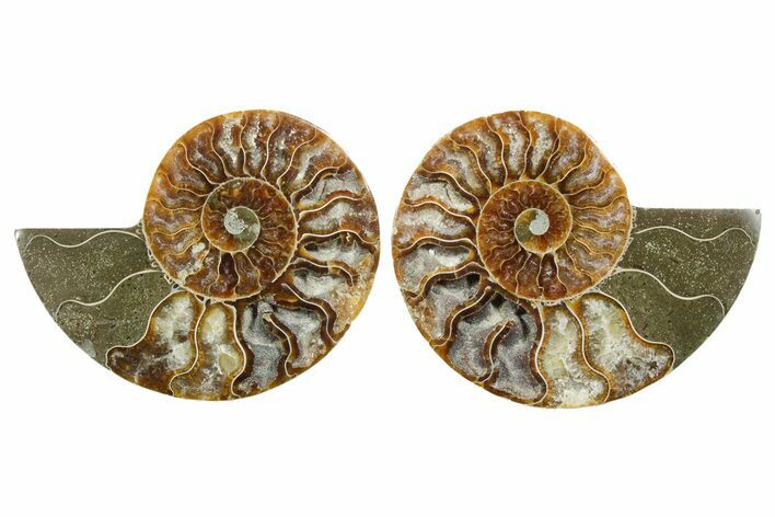 Cut & Polished Crystal-Filled Ammonite Fossil - Madagascar #354166
